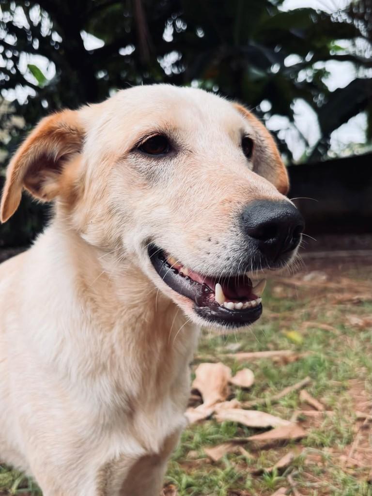 Pipoca, cadela de porte médio para adoção em Rio Preto - MG