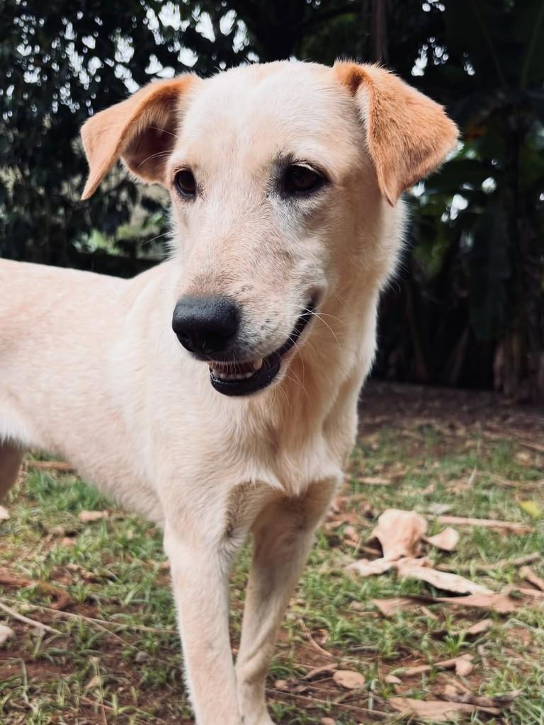 Pipoca, cadela de porte médio para adoção em Rio Preto - MG — foto 4 de 4