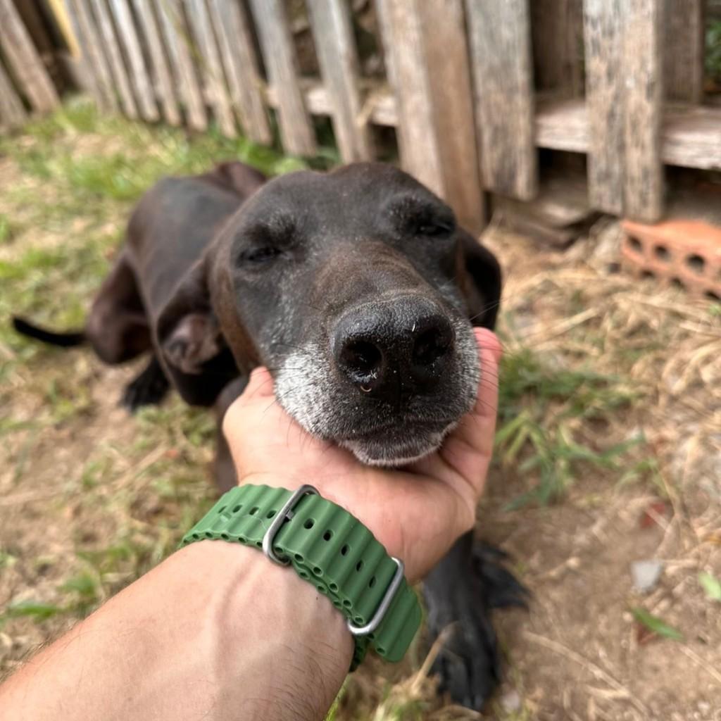 Preto, cachorro de porte médio para adoção em Caxias do Sul - RS