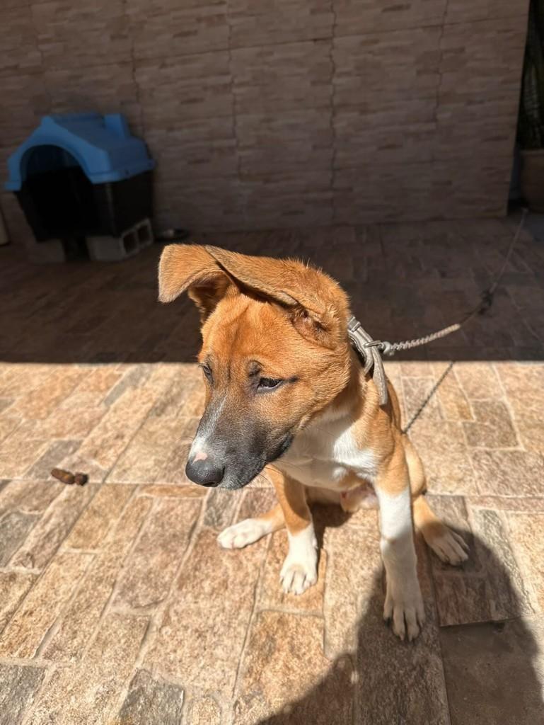 Nichi, cachorro de porte médio para adoção em Caxias do Sul - RS