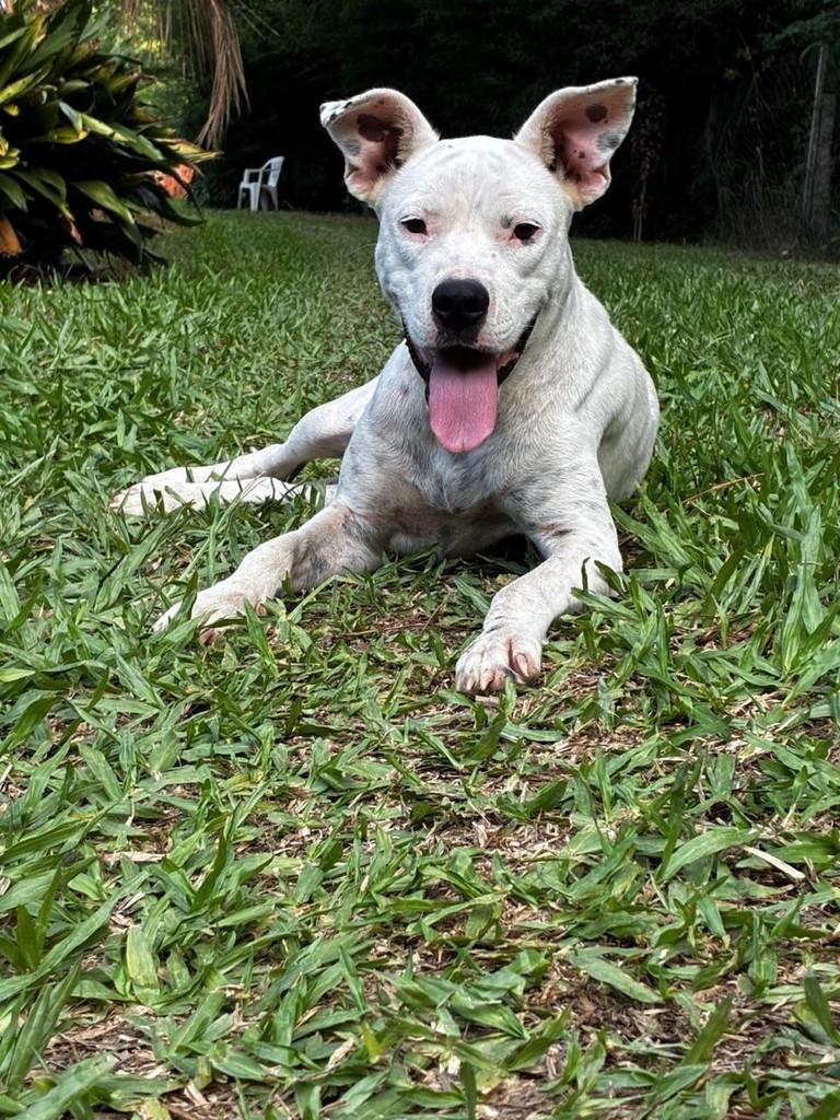 Branca, cachorro de porte grande para adoção em Caxias do Sul - RS