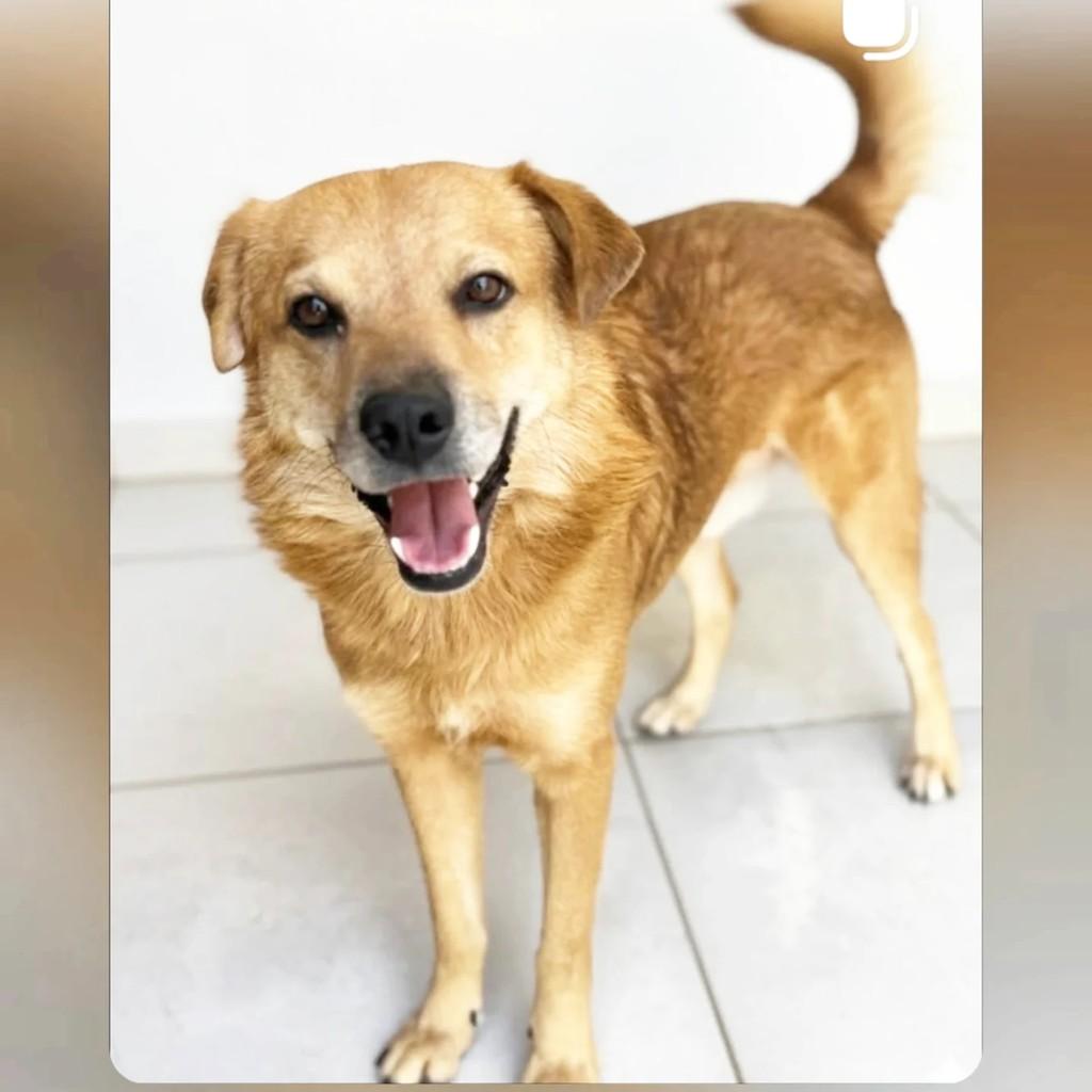 Spike, cachorro de porte médio para adoção em Gravataí - RS