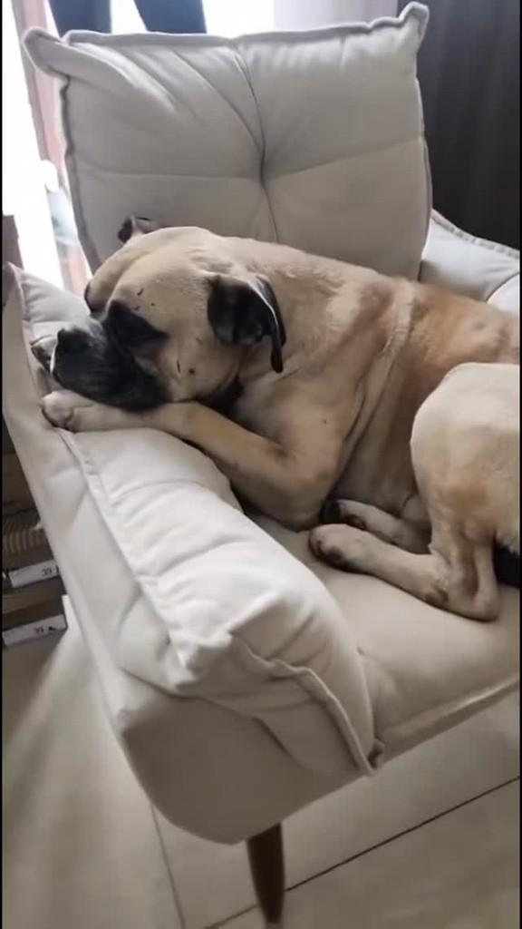 Gustavo, cachorro de porte grande para adoção em Caxias do Sul - RS