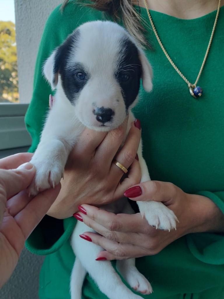 Amy, cachorro de porte médio para adoção em Caxias do Sul - RS