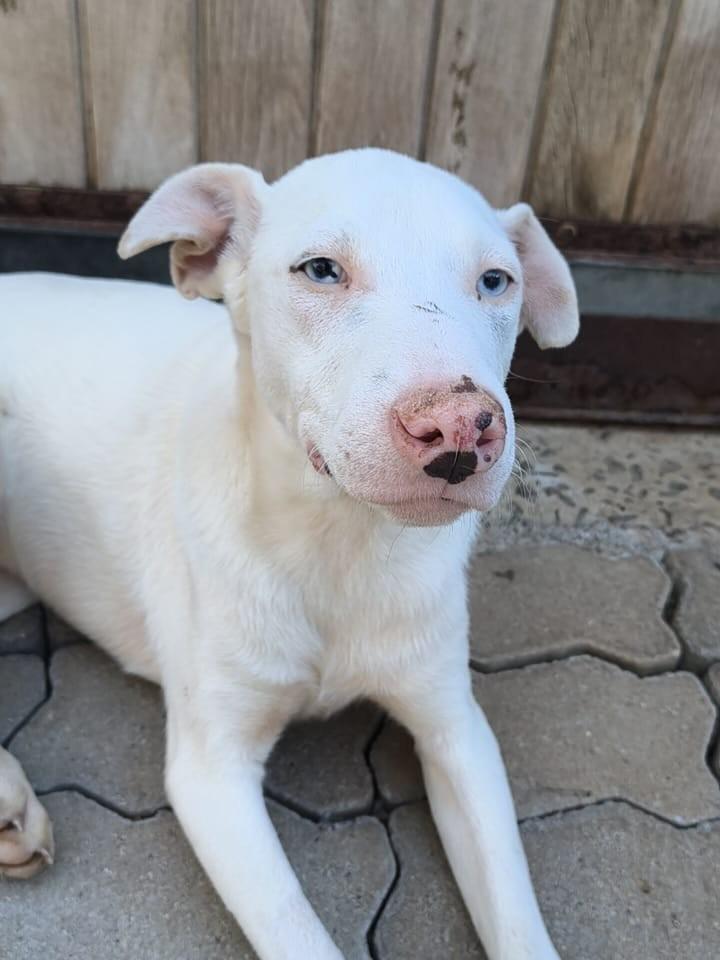 Wiliam, cachorro de porte médio para adoção em Caxias do Sul - RS
