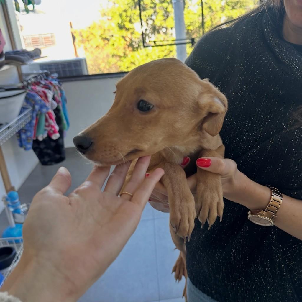 Zeca, cachorro de porte pequeno para adoção em Caxias do Sul - RS
