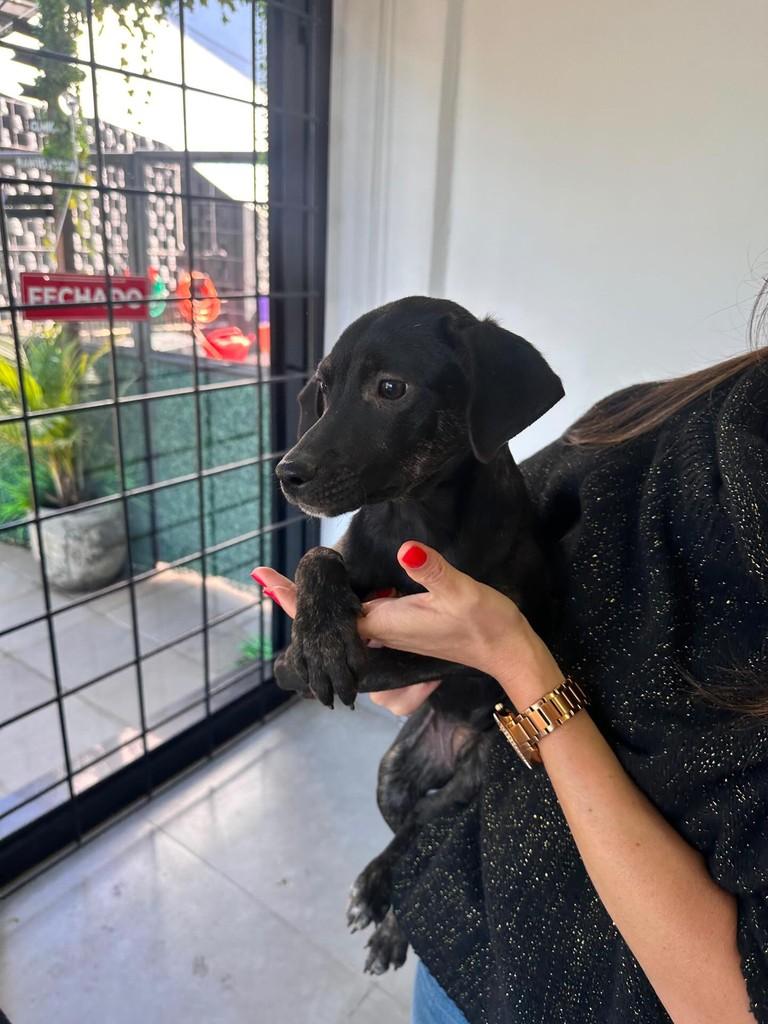 Carol, cachorro de porte médio para adoção em Caxias do Sul - RS