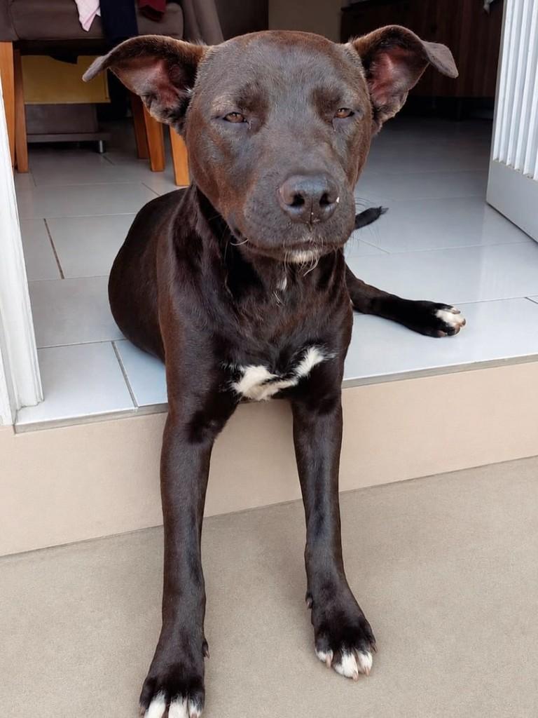 Safira, cachorro de porte médio para adoção em Caxias do Sul - RS