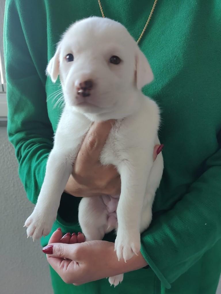 Kurt, cachorro de porte médio para adoção em Caxias do Sul - RS