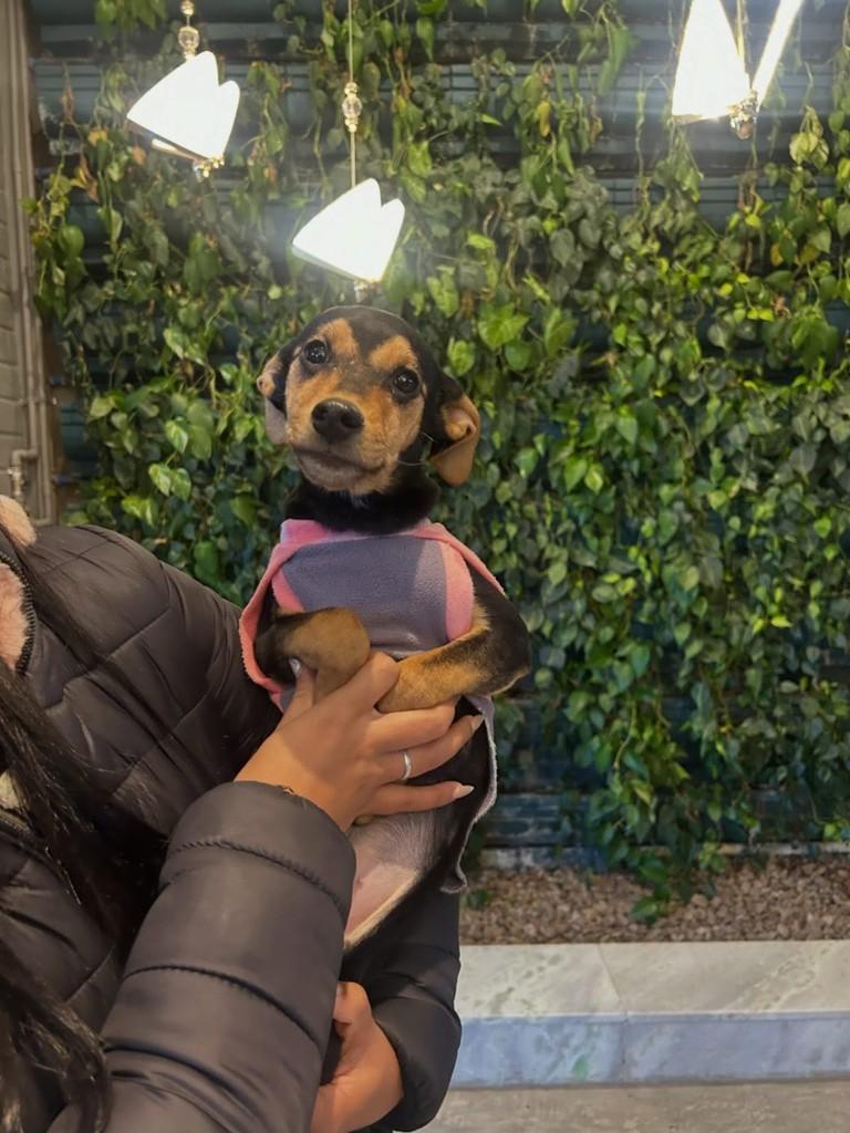 Virgínia, cachorro de porte pequeno para adoção em Caxias do Sul - RS