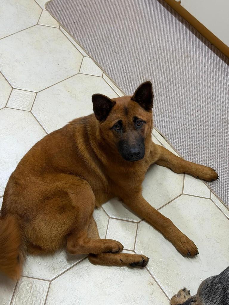 Nala, cadela de porte médio para adoção em Caxias do Sul - RS
