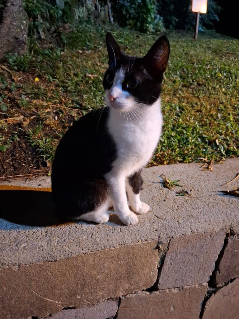 Lindinha, gata de porte médio para adoção em Caxias do Sul - RS