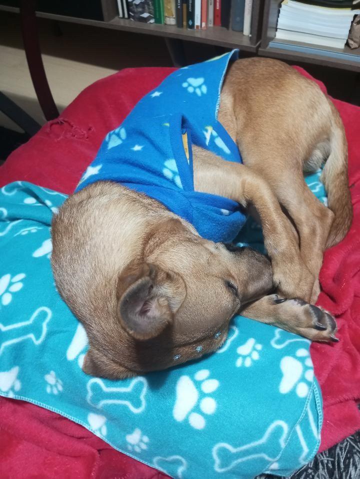 Caramelo, cachorro de porte médio para adoção em Caxias do Sul - RS