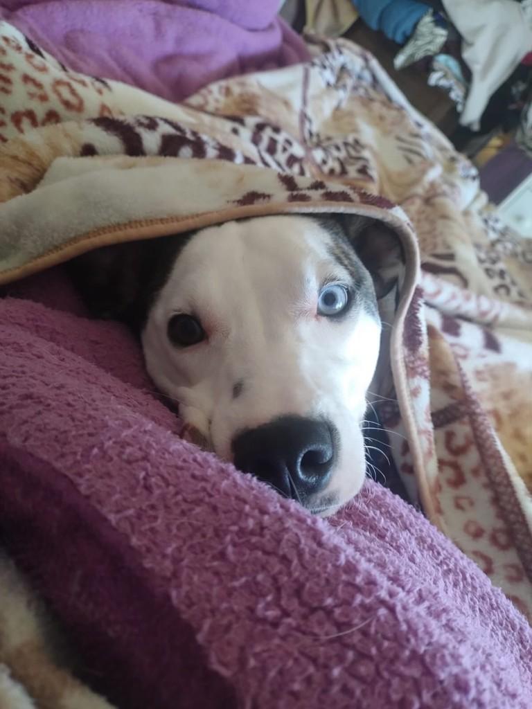 Francis, cachorro de porte médio para adoção em Caxias do Sul - RS