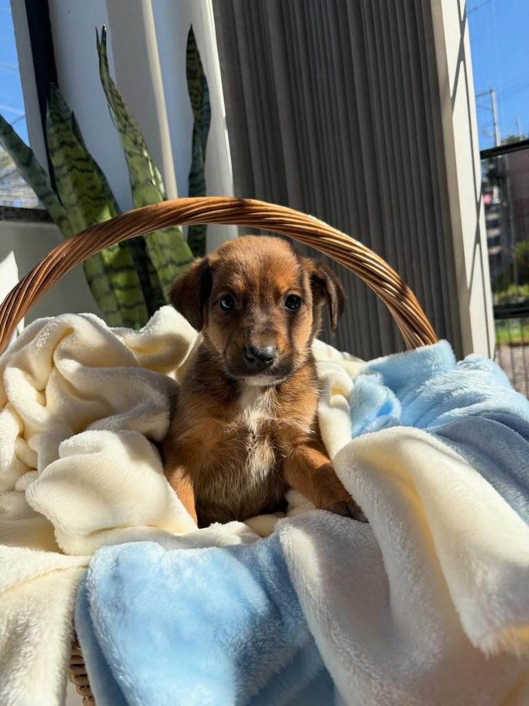 Lourenço, cachorro de porte médio para adoção em Caxias do Sul - RS