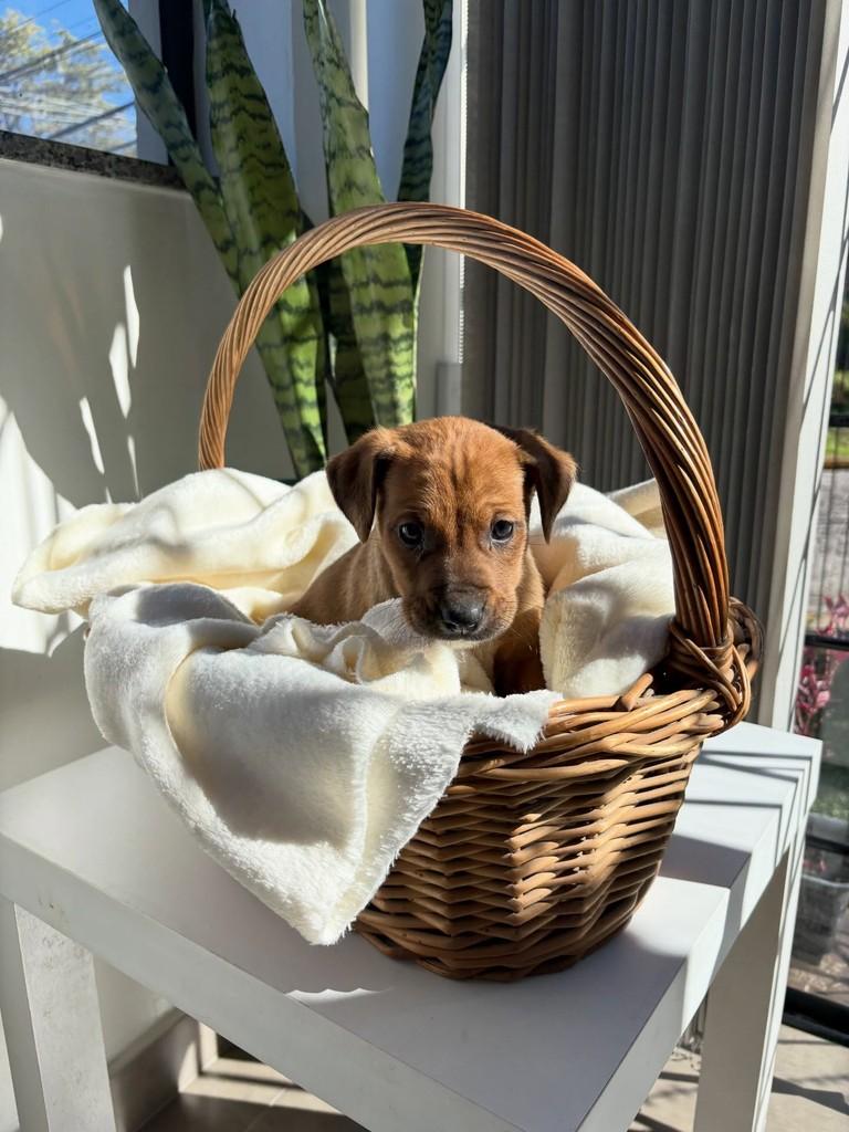 Matteo, cachorro de porte médio para adoção em Caxias do Sul - RS