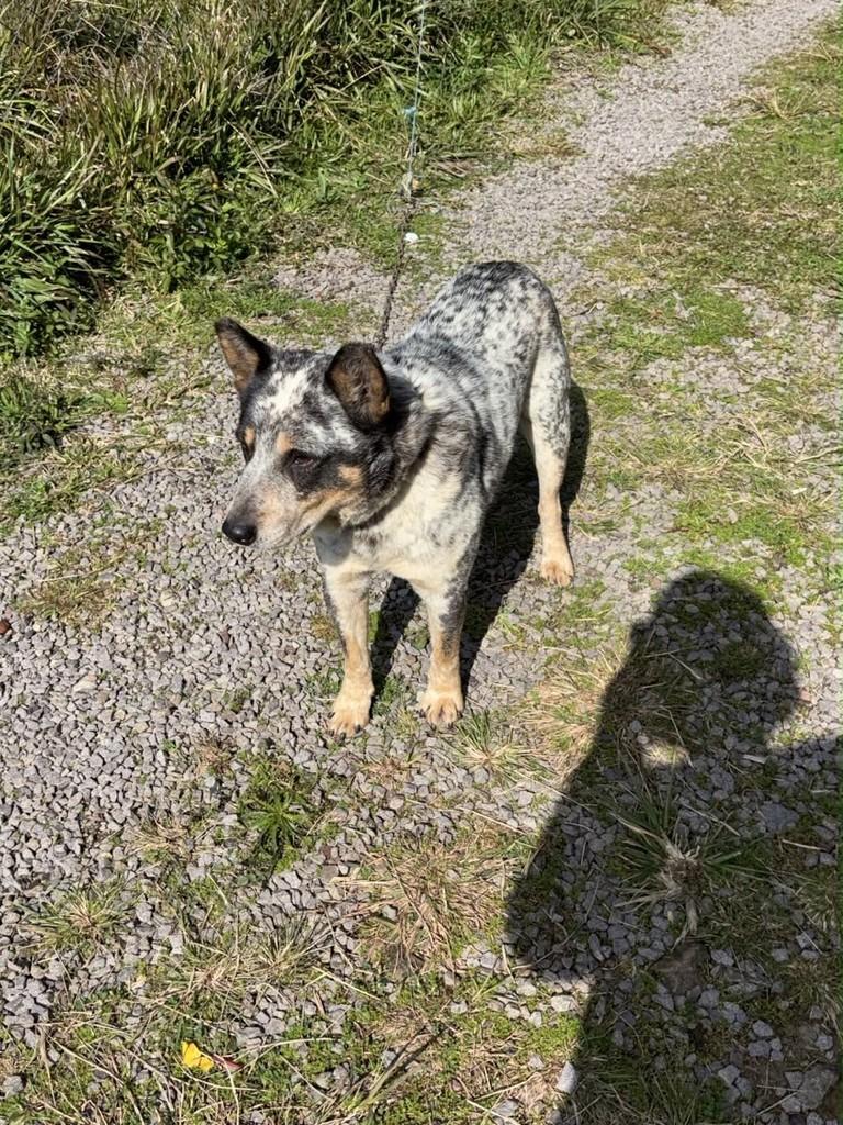Roger, cachorro de porte grande para adoção em Caxias do Sul - RS