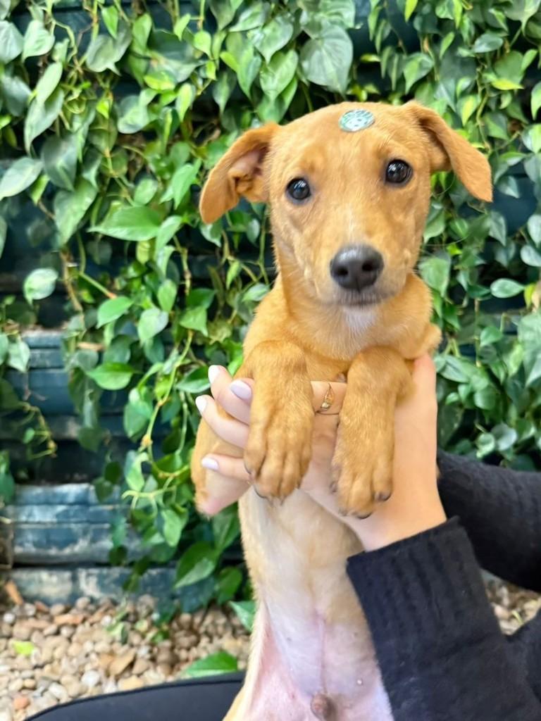 Bethoven, cachorro de porte médio para adoção em Caxias do Sul - RS
