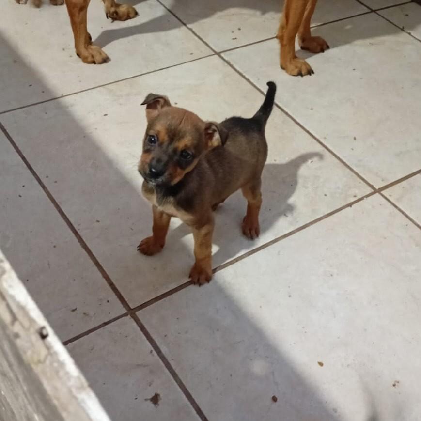 Marina, cachorro de porte médio para adoção em Caxias do Sul - RS