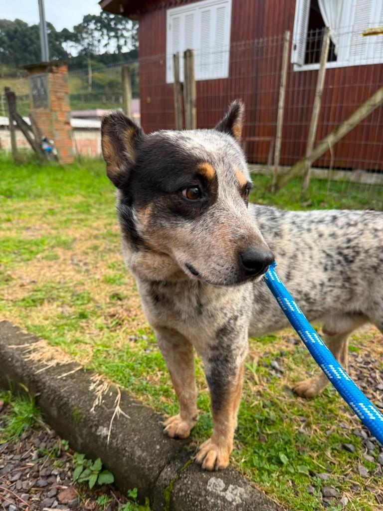 Juca, cachorro de porte médio para adoção em Caxias do Sul - RS