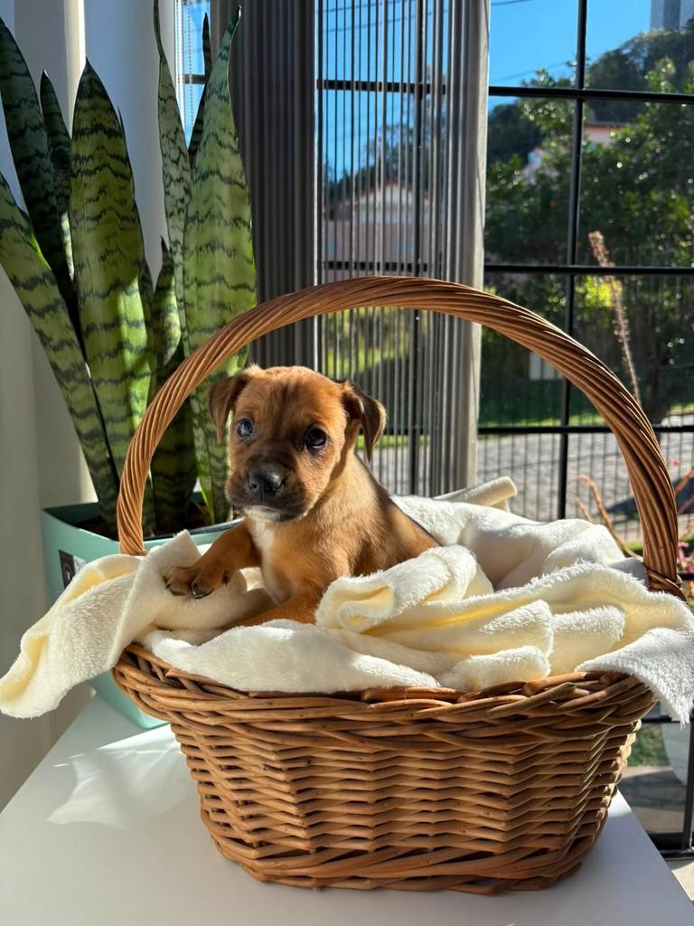 Biscoito, cachorro de porte pequeno para adoção em Caxias do Sul - RS