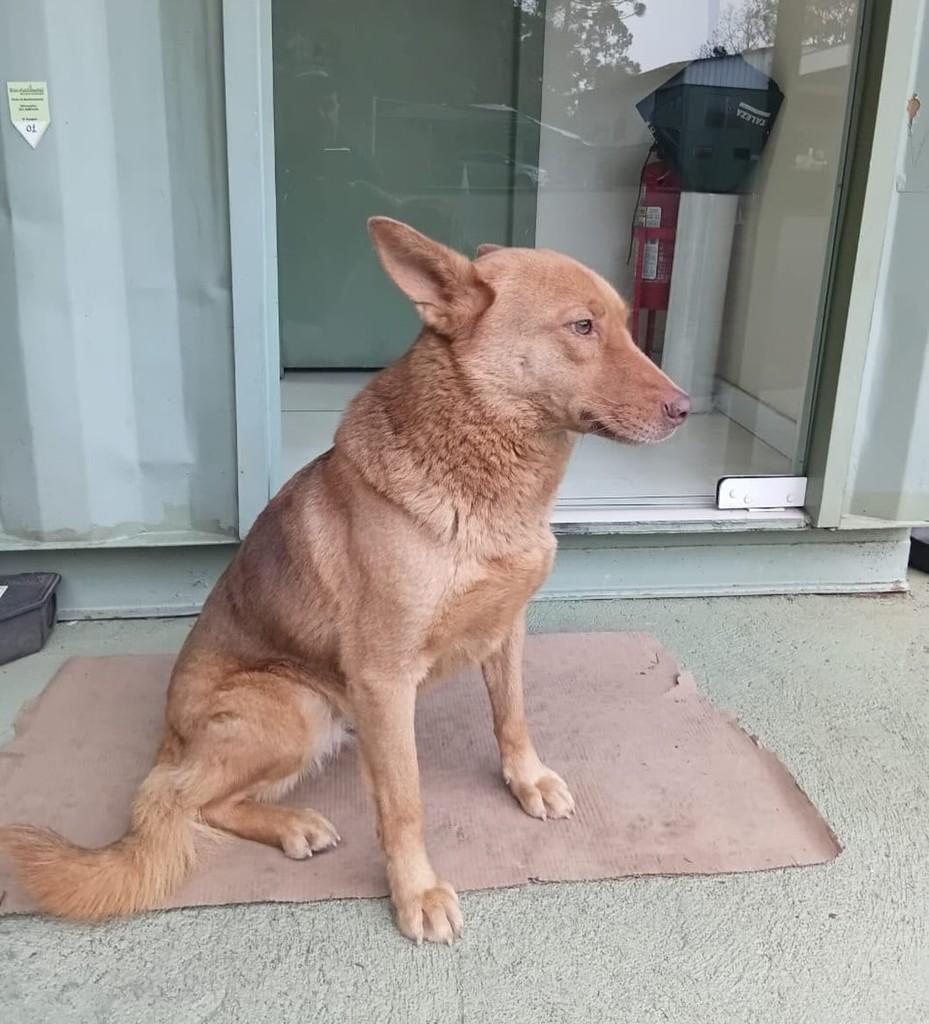 Mumu, cadela de porte médio para adoção em Caxias do Sul - RS