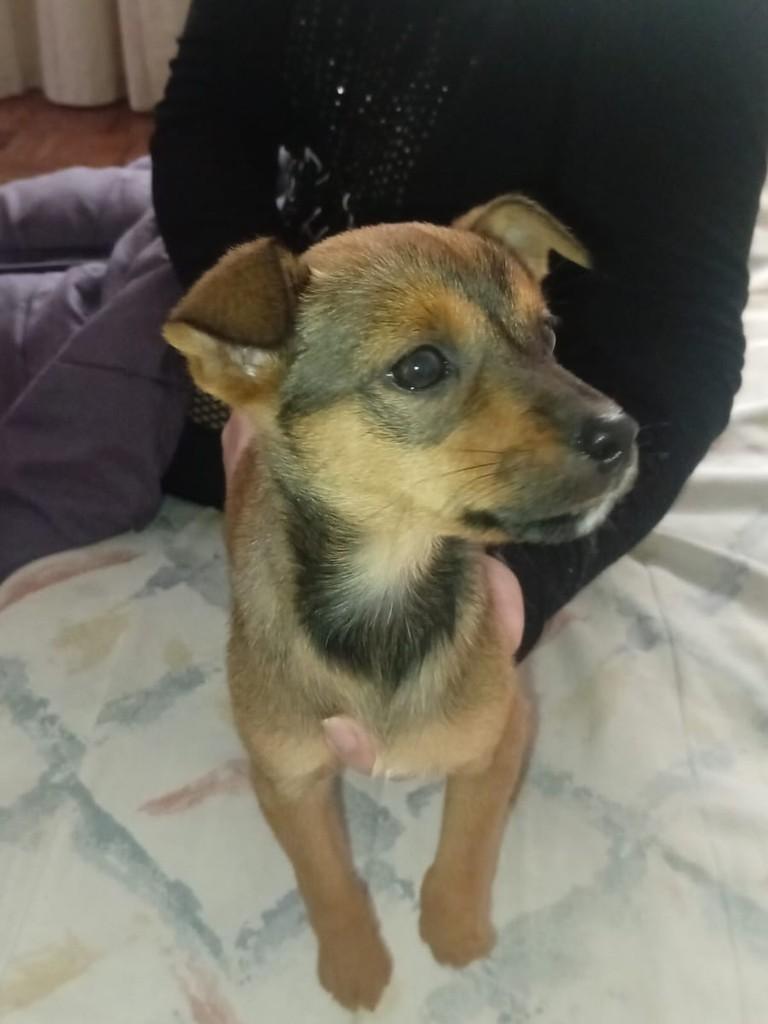Matilda, cachorro de porte médio para adoção em Caxias do Sul - RS
