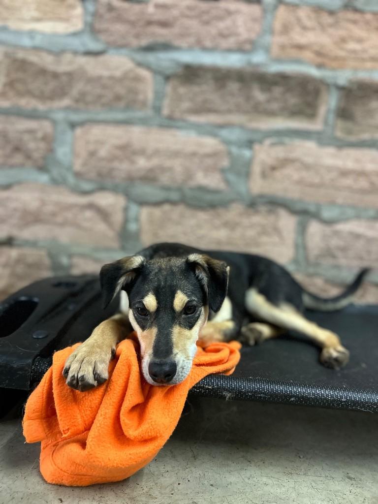 Batata, cachorro de porte médio para adoção em Caxias do Sul - RS