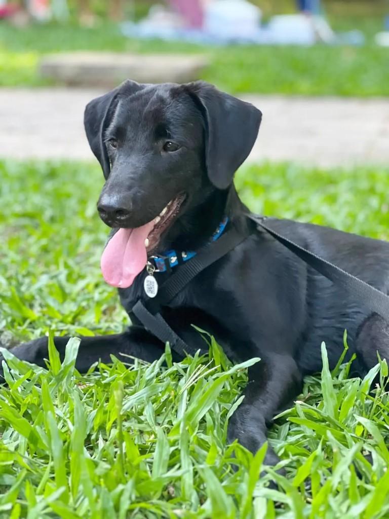 Petrus, cachorro de porte médio para adoção em Caxias do Sul - RS