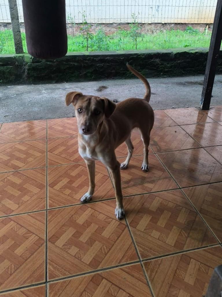Luiza, cadela de porte pequeno para adoção em Caxias do Sul - RS