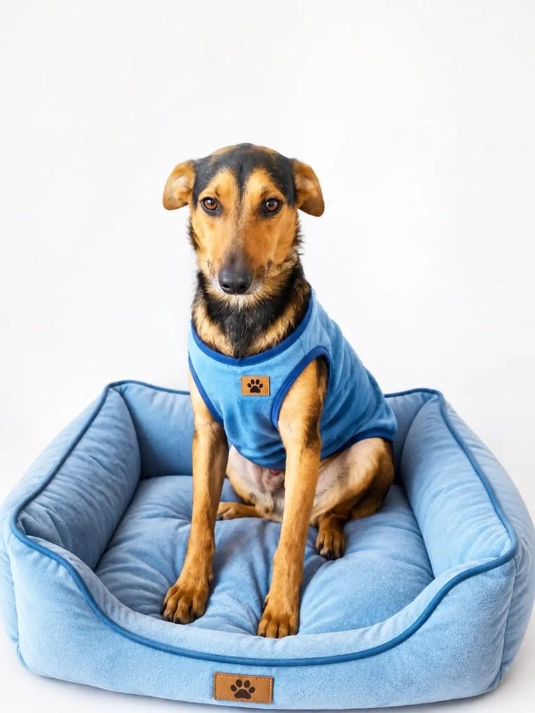 Zeus, cachorro de porte grande para adoção em Cachoeirinha - RS