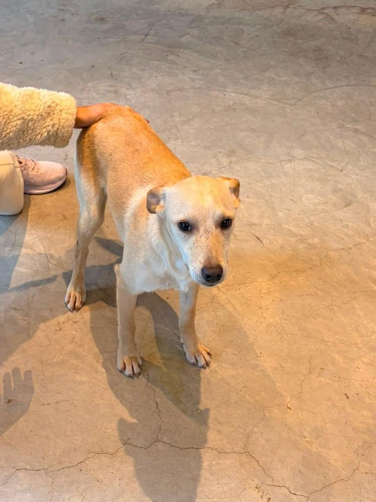 Pudim, cadela de porte médio para adoção em Caxias do Sul - RS