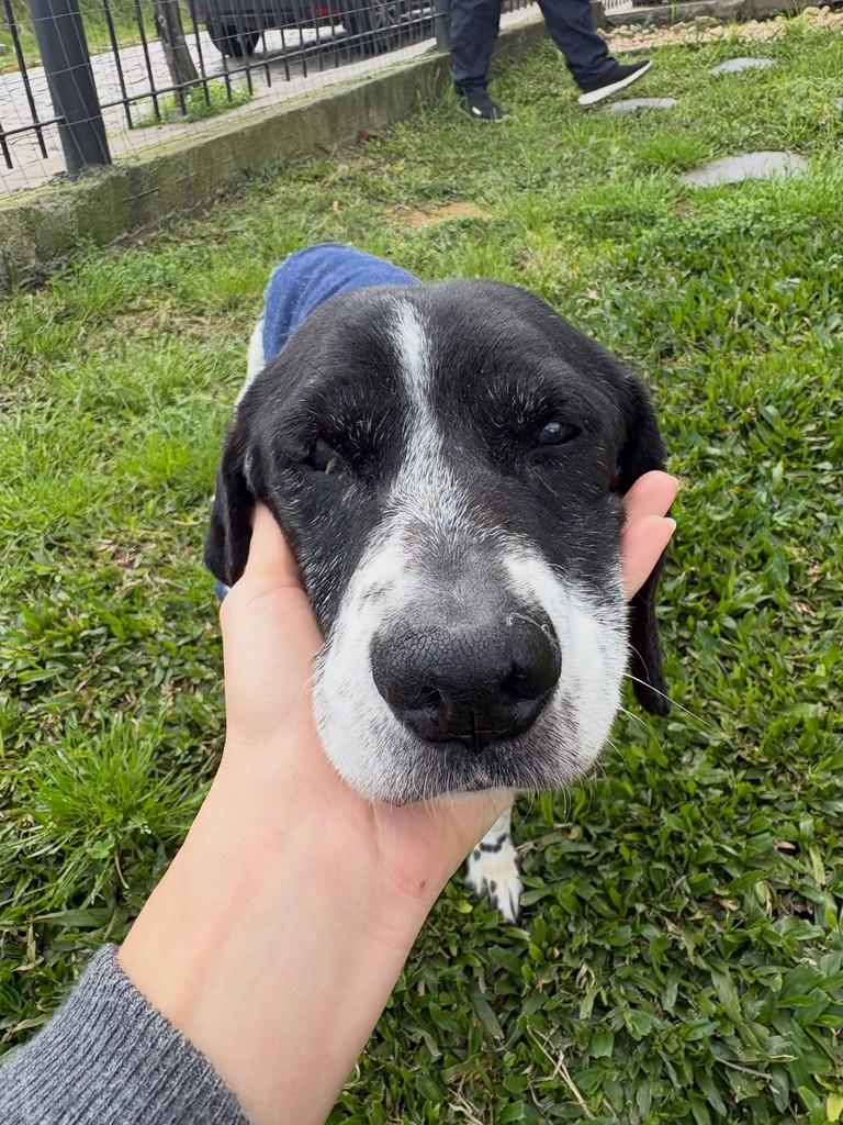 Flocos, cachorro de porte pequeno para adoção em Caxias do Sul - RS