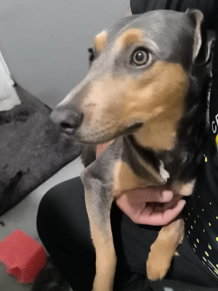 Zequinha, cachorro de porte pequeno para adoção em Caxias do Sul - RS