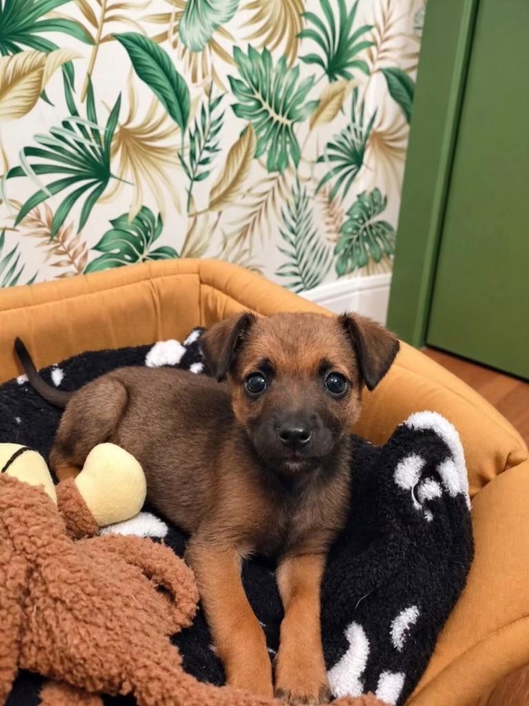 Nino, cachorro de porte pequeno para adoção em Caxias do Sul - RS