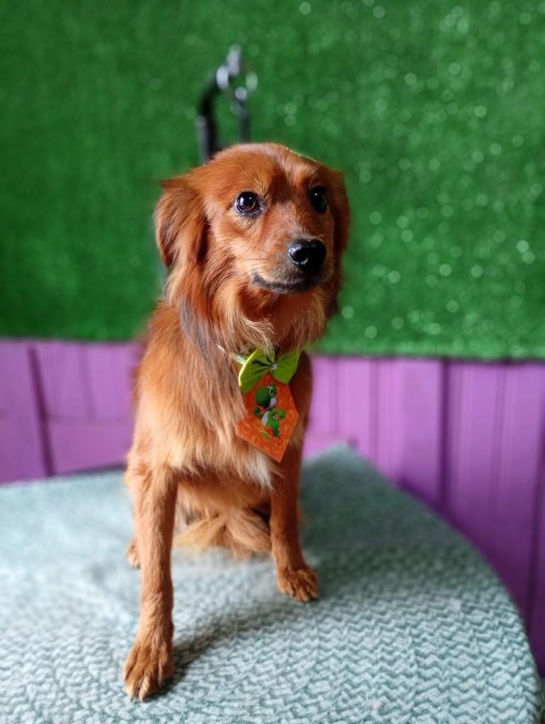 Alfredo, cachorro de porte pequeno para adoção em Caxias do Sul - RS