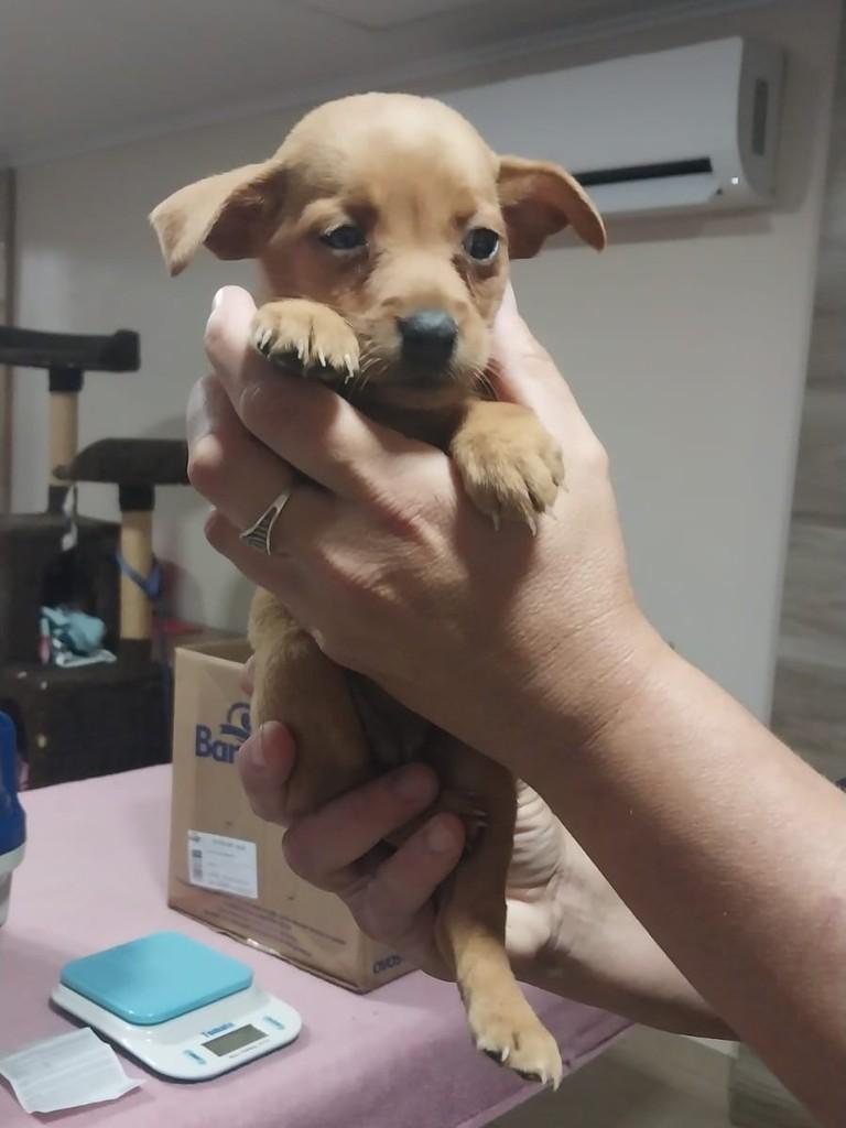 Nina, cadela de porte pequeno para adoção em Caxias do Sul - RS — foto 2 de 2