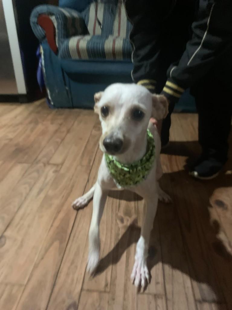 Branquinho, cachorro de porte pequeno para adoção em Caxias do Sul - RS