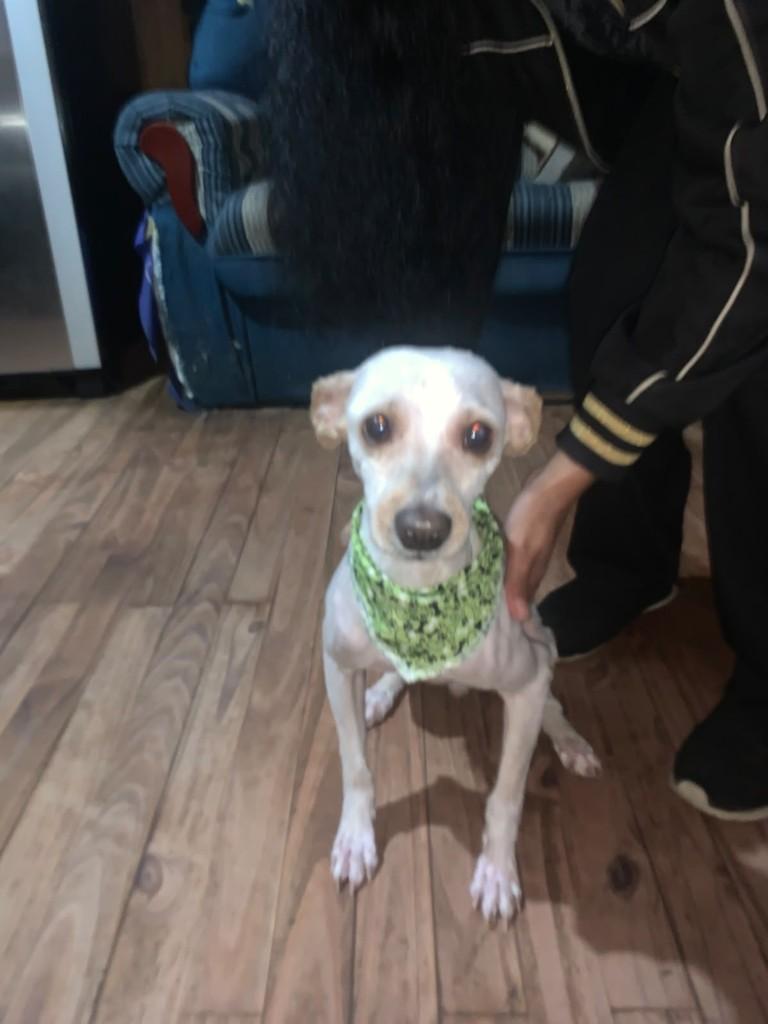 Branquinho, cachorro de porte pequeno para adoção em Caxias do Sul - RS — foto 2 de 2