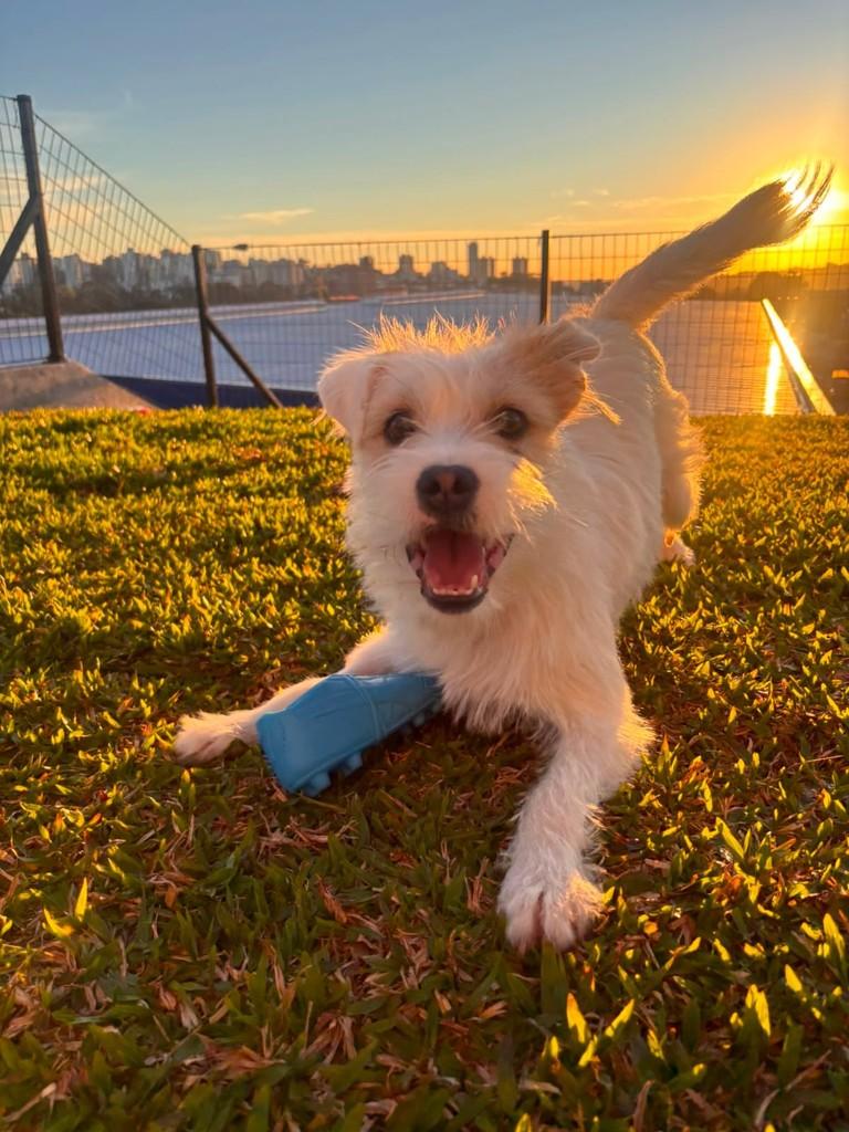 Poppy, cadela de porte pequeno para adoção em Caxias do Sul - RS