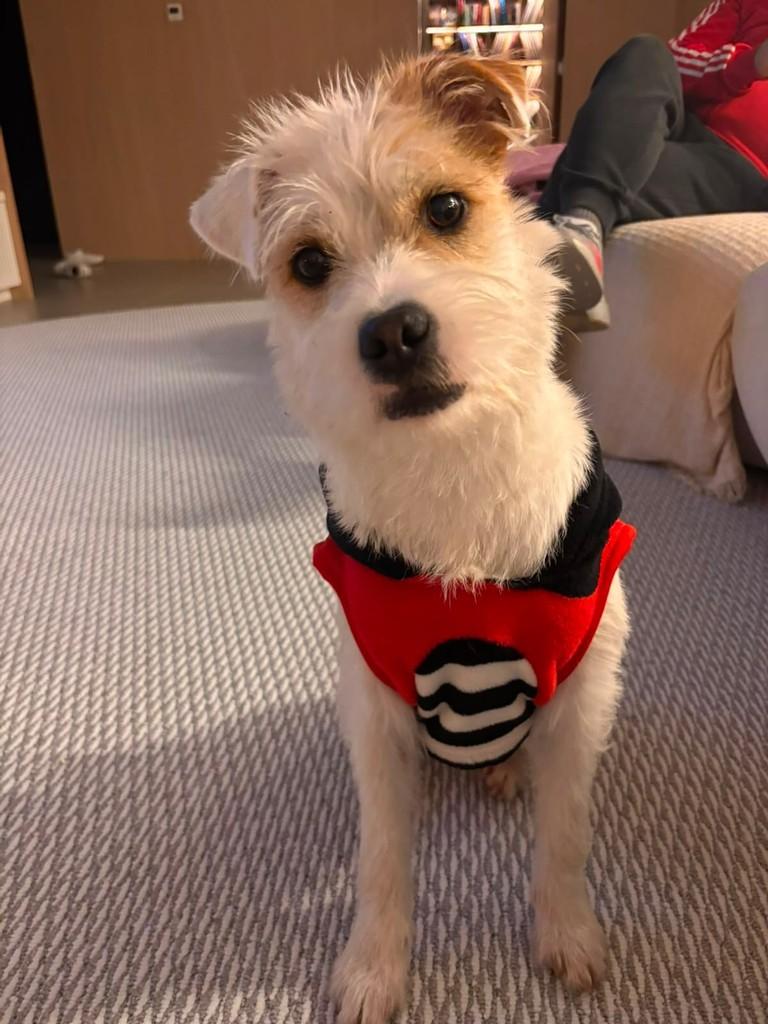Poppy, cadela de porte pequeno para adoção em Caxias do Sul - RS — foto 2 de 3