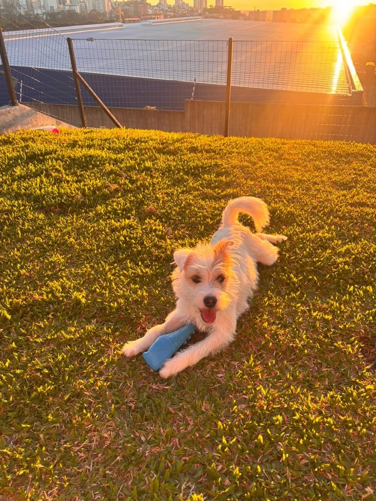 Poppy, cadela de porte pequeno para adoção em Caxias do Sul - RS — foto 3 de 3