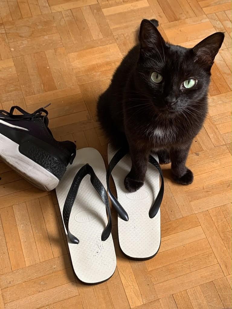 Mimis, gato de porte médio para adoção em Caxias do Sul - RS