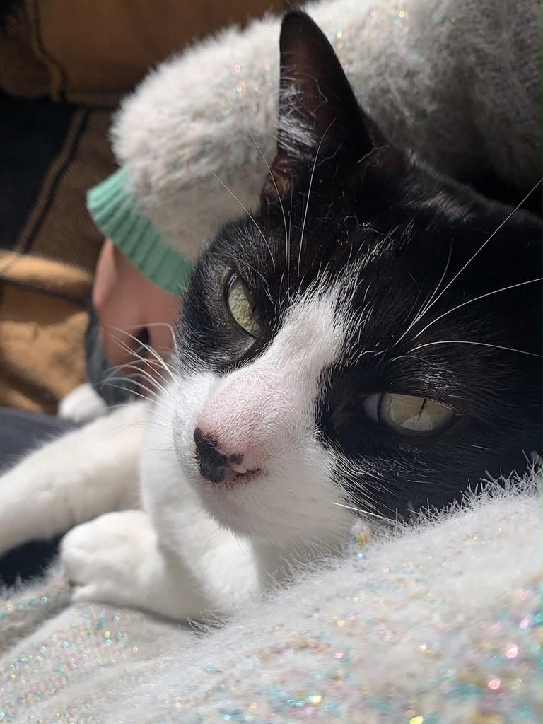 Mimis, gato de porte médio para adoção em Caxias do Sul - RS — foto 2 de 3