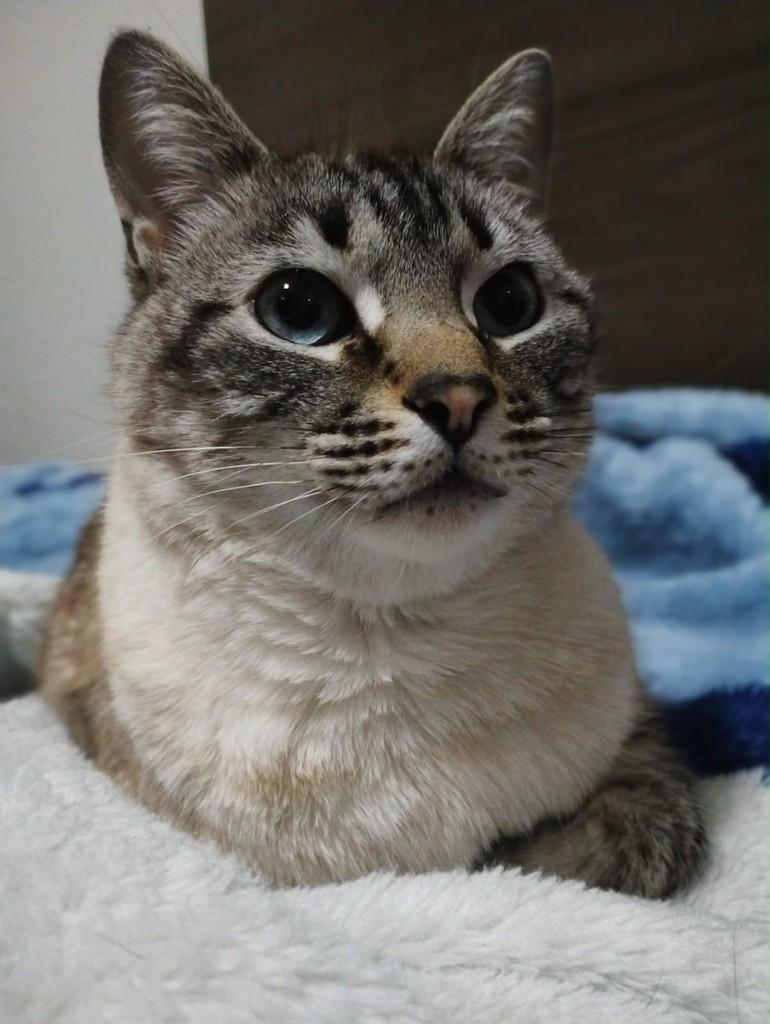 Mimis, gato de porte médio para adoção em Caxias do Sul - RS — foto 3 de 3