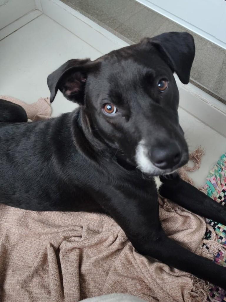 Negresco, cachorro de porte médio para adoção em Caxias do Sul - RS