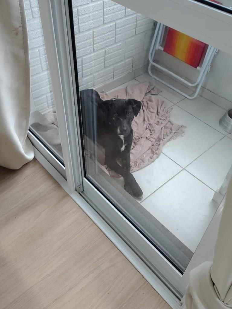 Negresco, cachorro de porte médio para adoção em Caxias do Sul - RS — foto 2 de 2