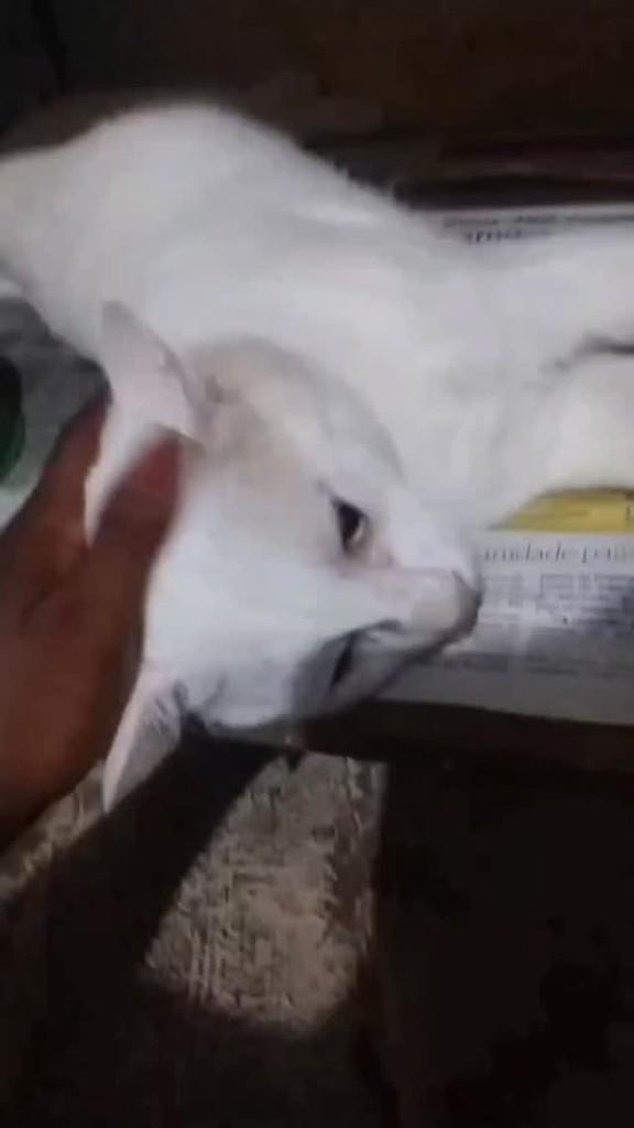 Chantilly, gato de porte médio para adoção em Mirassol - SP