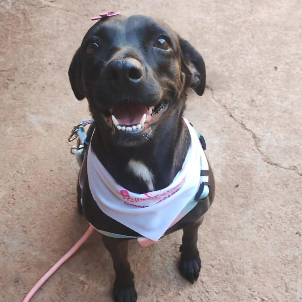 Julieta Amorzinha, cachorro de porte pequeno para adoção em Mirassol - SP