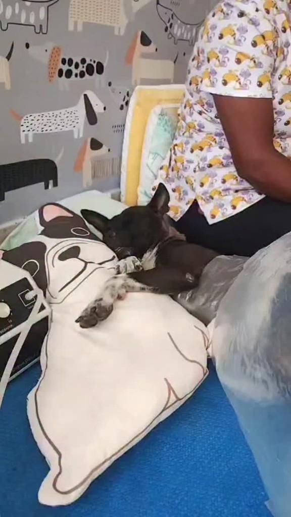 Maria Chiquinha Amorzinha, cachorro de porte pequeno para adoção em Mirassol - SP